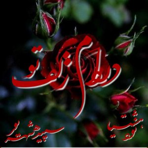 دانلود رمان در دام زلف تو برای کامپیوتر و اندروید